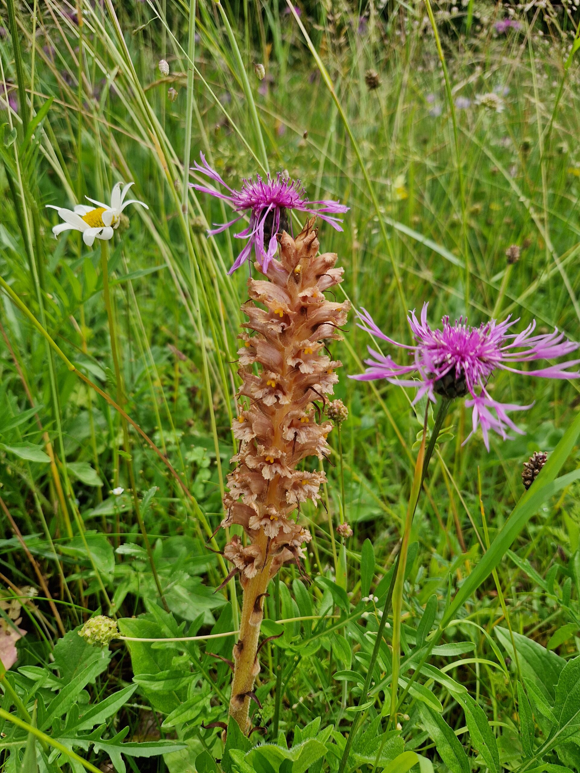 Orobanche elatior ©Alba Stamm